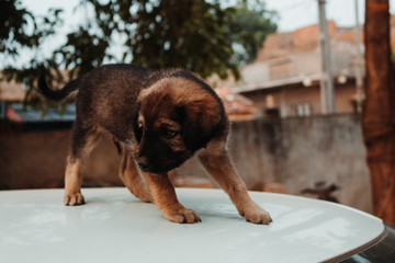 Closeup shot of a cute puppy