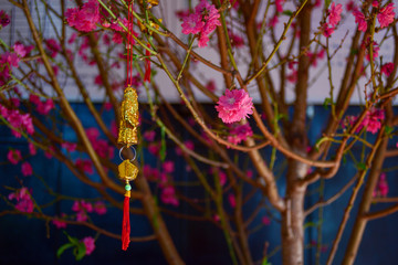 background with radiant apricot blossom and cherry flower in springtime. This is a symbol of vietnam lunar new year and photo use for idea design, printing advertise, magazine and more