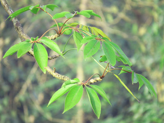 Beautiful Green tree leaf with morning blurry background