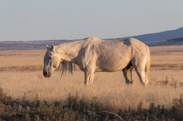 Wild Horse Stallion at Sunset in the Utah Desert