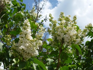 Green and White Flowering Tree