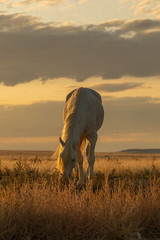 Naklejka na ściany i meble Wild Horse Stallion at Sunset in the Utah Desert