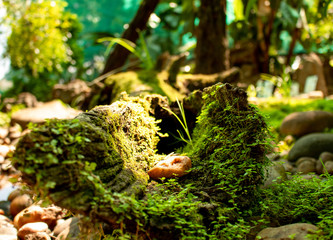 Picture of a Moss Covered Log