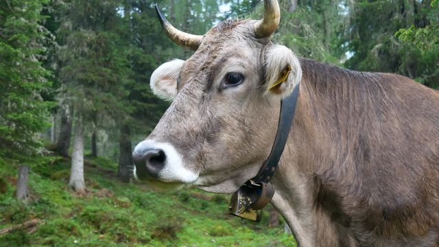 Cow wild forest nature 4k