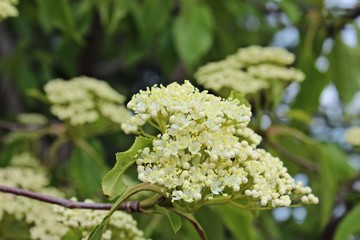 Little White Tree Flowers