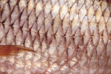close-up of carp fish scale, texture of freshwater fish background