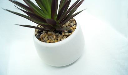 Stones in a pot with succulent on a white background.