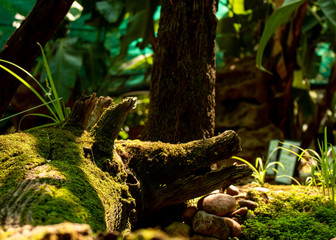 Picture of a Moss covered Log