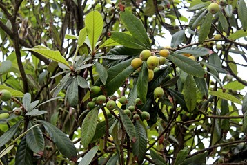 Loquat Tree