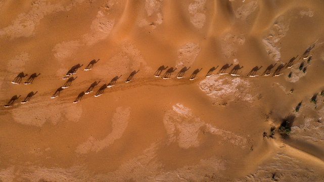 aerial view of camels in desert