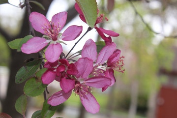 Fototapeta na wymiar Natural Pink Flowering Crab Tree