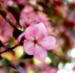 Obraz premium Flowering Pink Crab Apple Blossom