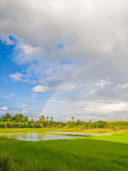 Obraz na płótnie Canvas Rainbow over field in Thailand