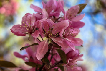 Fototapeta na wymiar Pink Spring Tree Blooms