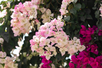 sweet Bougainvillea flowers on tree