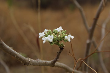white flowers on tree
