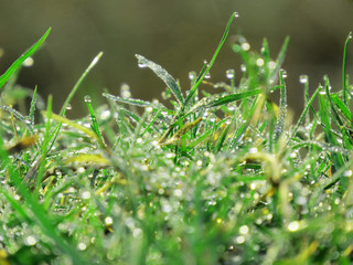 morning dew on green grass