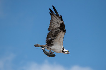 Osprey flying with talons holding on a fish. 