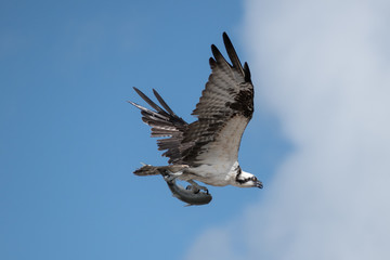 Osprey flying with talons holding on a fish. 