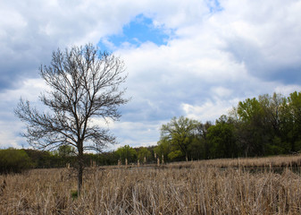 Tree in Marsh