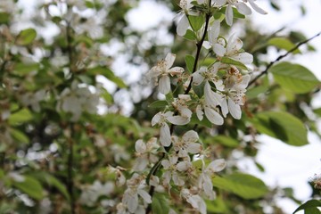 White Flowering Tree