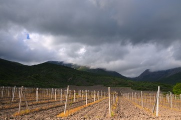 Rows of grapes, vineyards in Crimea