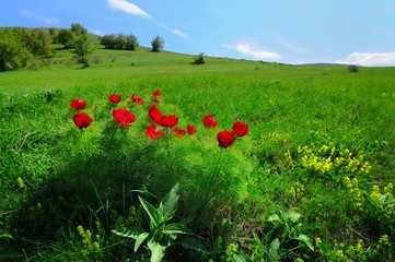 Meadow with green grass and red poppy flowers
