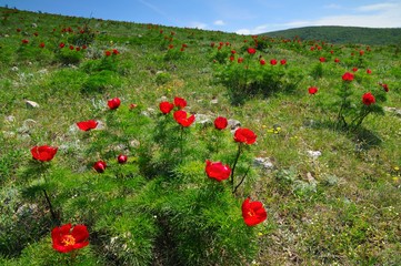 Meadow with green grass and red poppy flowers