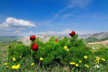Meadow with green grass and red poppy flowers