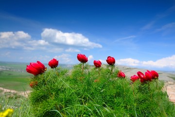 Meadow with green grass and red poppy flowers