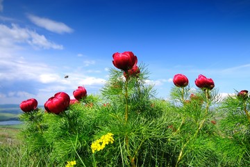 Meadow with green grass and red poppy flowers