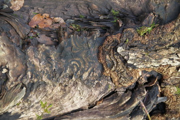 Wet stump roots with mushrooms