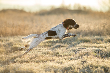 dog english springer spaniel