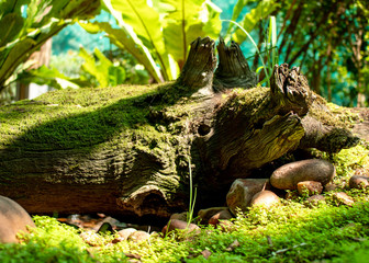 Picture of a Moss Covered Log
