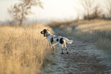 dog english springer spaniel