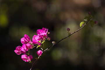 Pink  Bougainvillea flower in dark background
