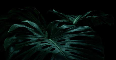 Selective focus of monstera leaves (leaf) on dark color for decorating composition design - obrazy, fototapety, plakaty