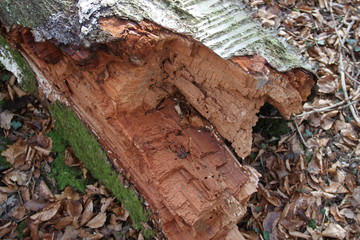 Red wood heart trunk forest 