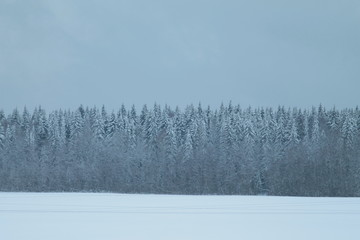 Forest field snow horizon. Beautiful countryside landscape.