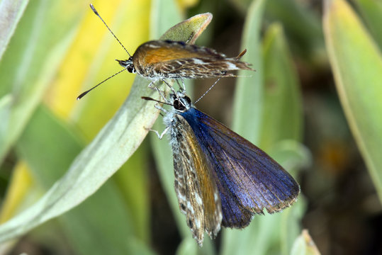 macro image of butterflies
