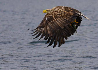 Isle of Mull sea Eagle with fish