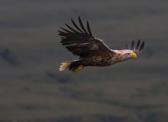 Sea Eagle