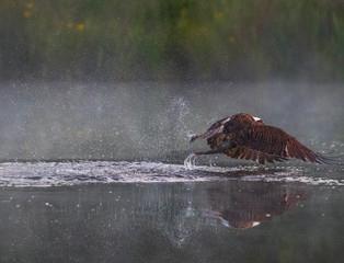 Osprey