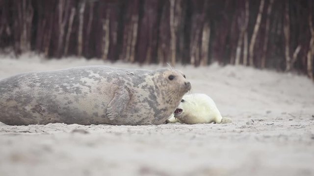 grey seal, halichoerus grypus, Germany 