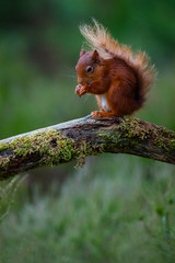 Inverness Red Squirrel