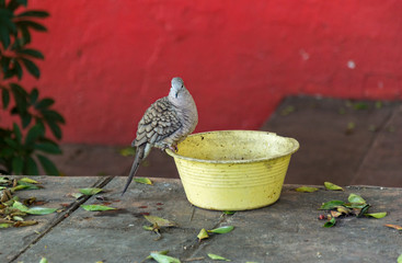  Bird drinking from a yellow bowl by a red wall in Oaxaca Mexico