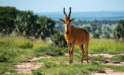 Hartebeest in Uganda, Murchison Falls