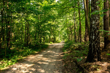 Forest road in a deciduous forest.