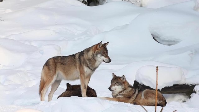 wolf, canis lupus, Czech republic