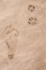 Fototapeta na wymiar Foot prints of a dog and a man in the sand. Symbol of friendship between dog and man